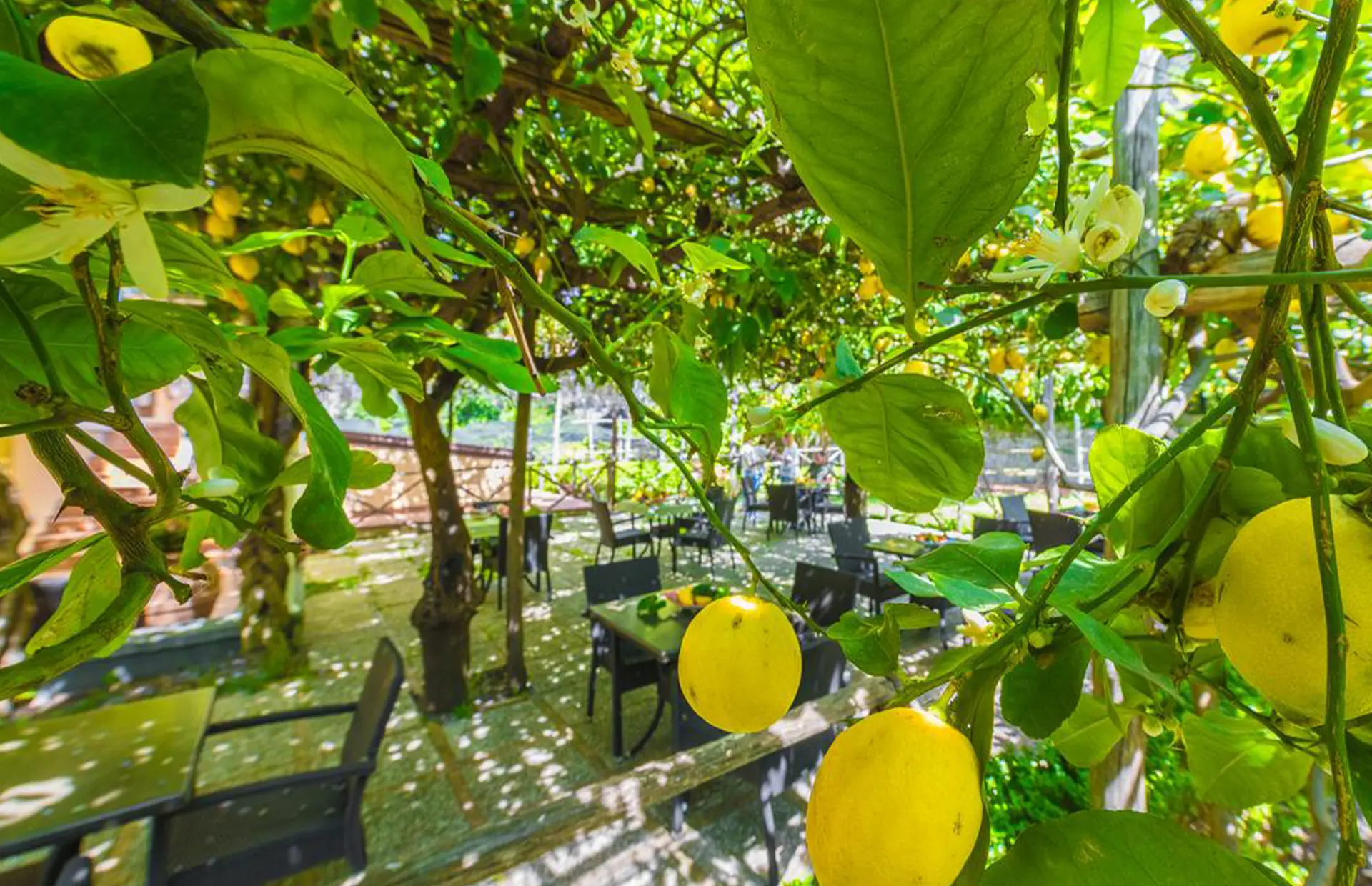 ...immergiti nella serenità del<br> nostro Giardino dei Limoni...